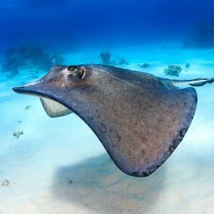 Stingray